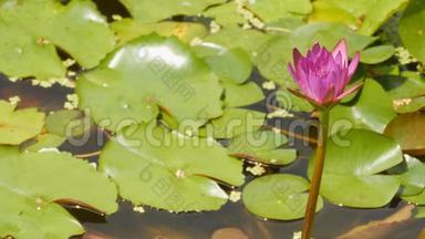 紫粉色的<strong>水若</strong>虫在一个有喷泉的池塘里。 <strong>水上</strong>花园。 美丽的花朵。 越南。